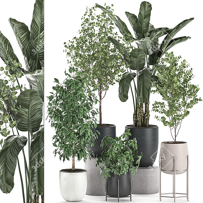 Exotic Indoor Plant Collection 3D model image 1