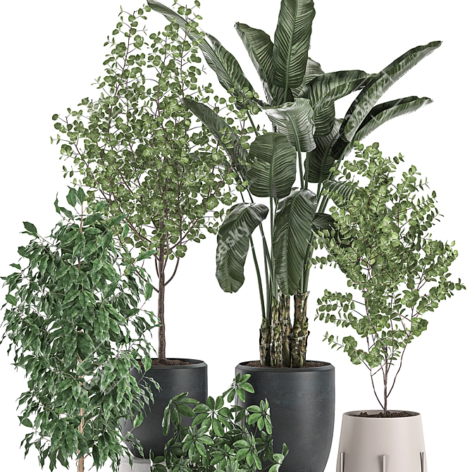 Exotic Indoor Plant Collection 3D model image 2