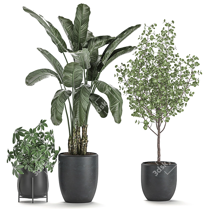 Exotic Indoor Plant Collection 3D model image 4