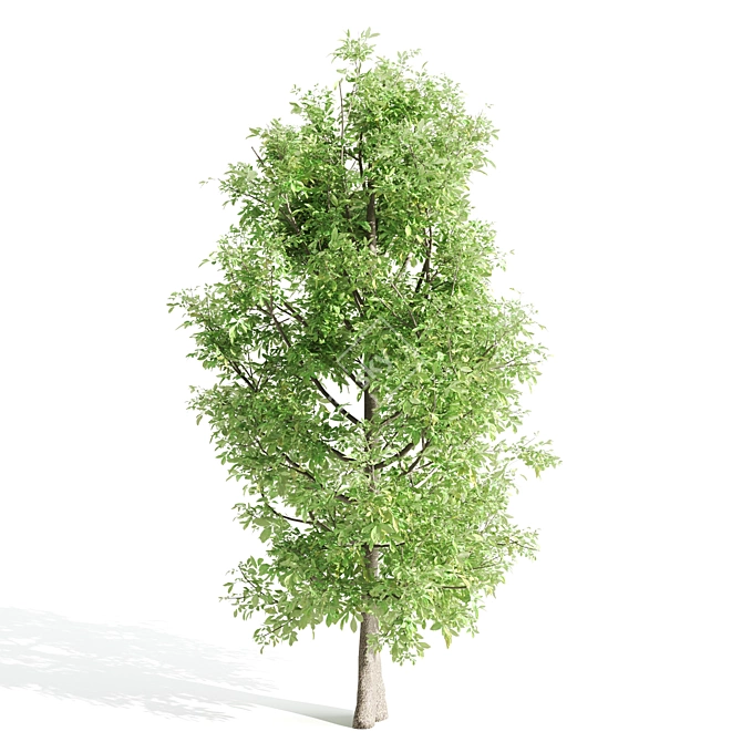 Polyglamorous Tree Trio 3D model image 2