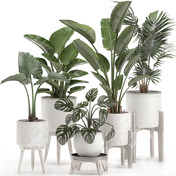 Tropical Indoor Plant Collection 3D model image 1