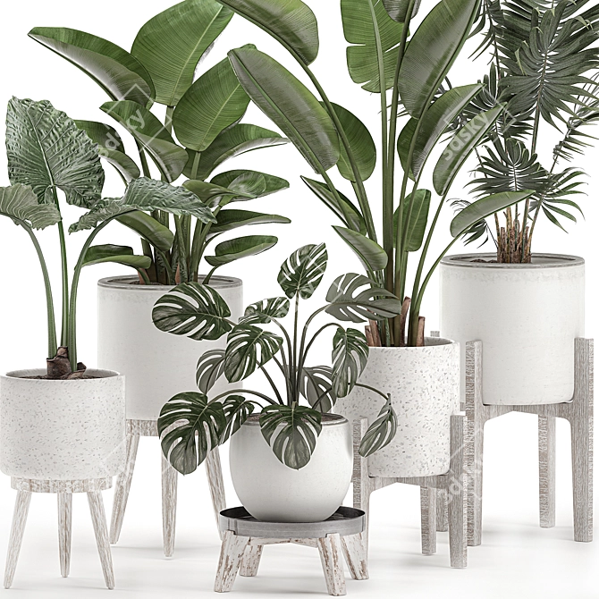 Tropical Indoor Plant Collection 3D model image 2