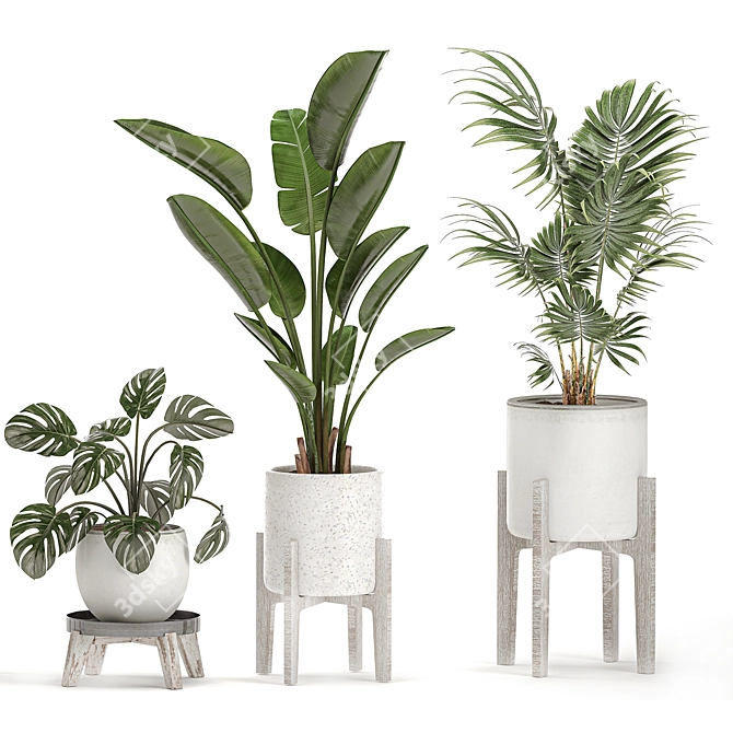 Tropical Indoor Plant Collection 3D model image 3