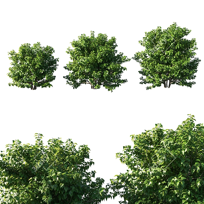 Lilac Bush 02: 3D Model 3D model image 1