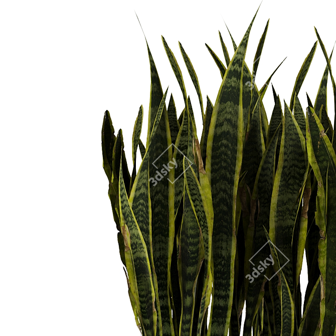 Sansevieria Snake Plant: Black Pot Elegance 3D model image 3