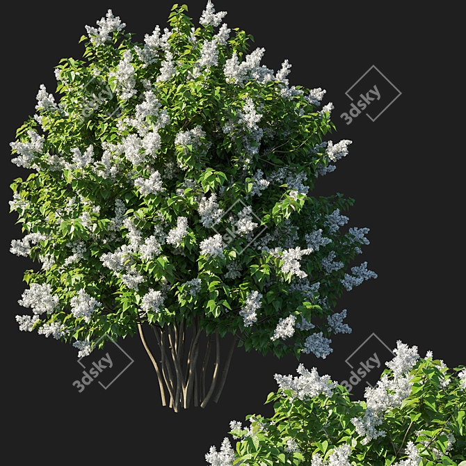 Elegant White Lilac Bush 3D model image 1