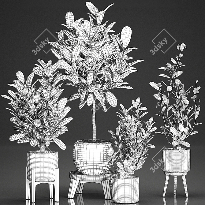 Tropical Plant Collection: Exotic Frangipani & Plumeria Trees 3D model image 5