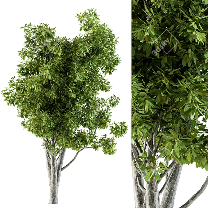 Title: Broadleaf N2 Tree Seeds 3D model image 1