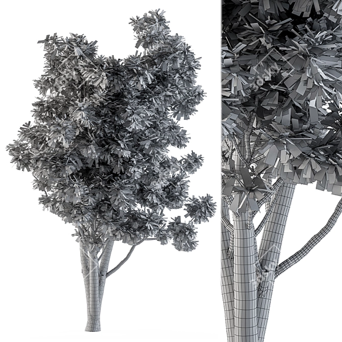 Title: Broadleaf N2 Tree Seeds 3D model image 4