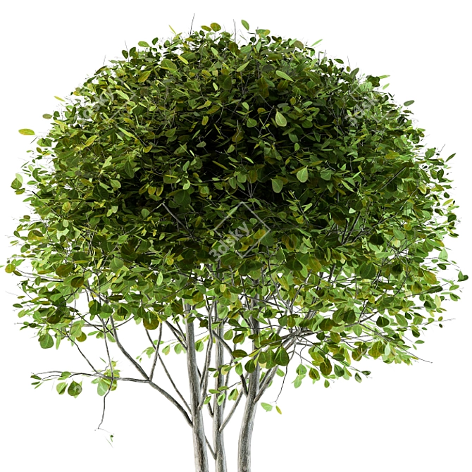 Beautiful Broadleaf Globe Tree 3D model image 2