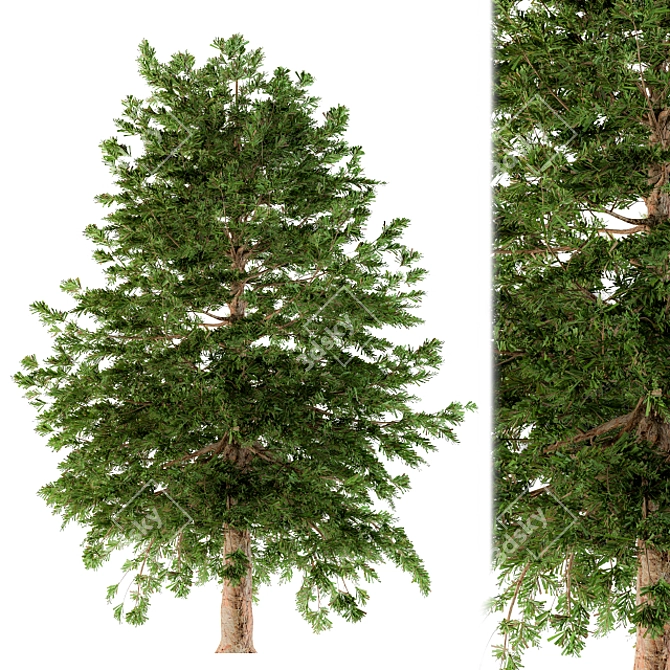 Evergreen Conifer Pine Tree 3D model image 1