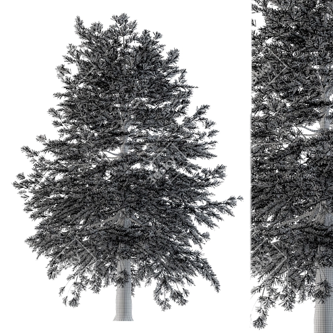 Evergreen Conifer Pine Tree 3D model image 2