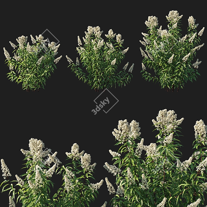 Spiraea Alba Tree Model - Detailed and Realistic 3D model image 1