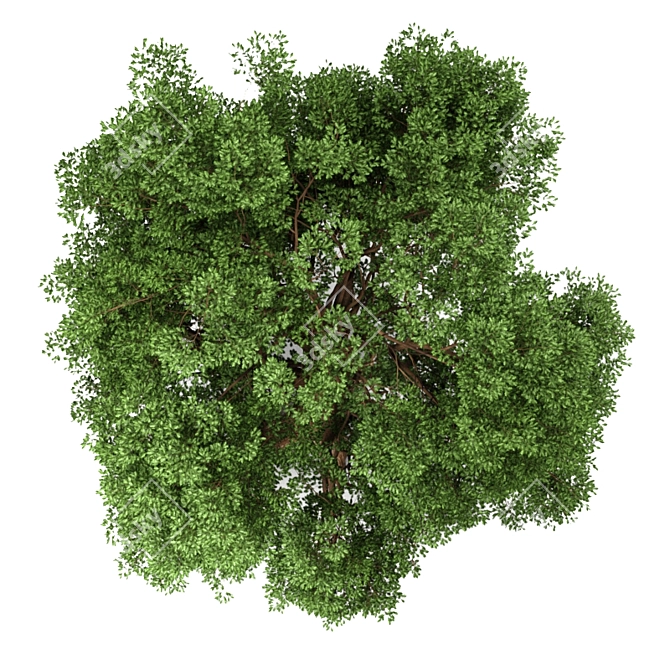  Majestic Oak Tree Sculpture 3D model image 3