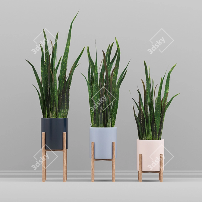 Sansevieria Plant Set 3D model image 1