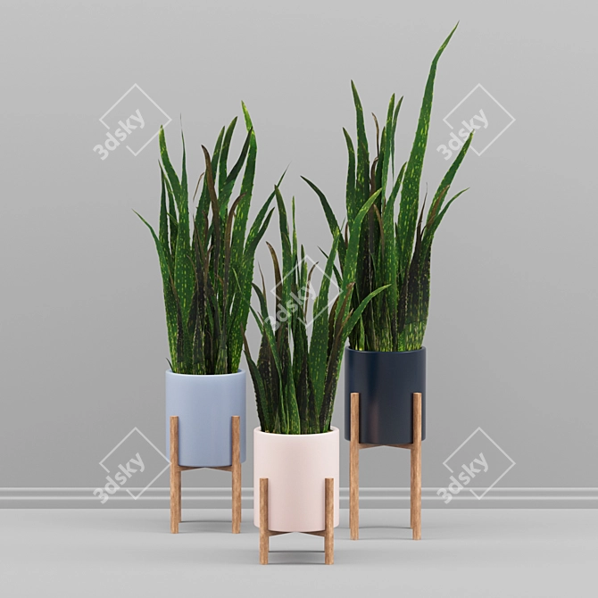 Sansevieria Plant Set 3D model image 2