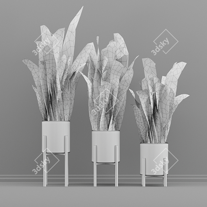 Sansevieria Plant Set 3D model image 3