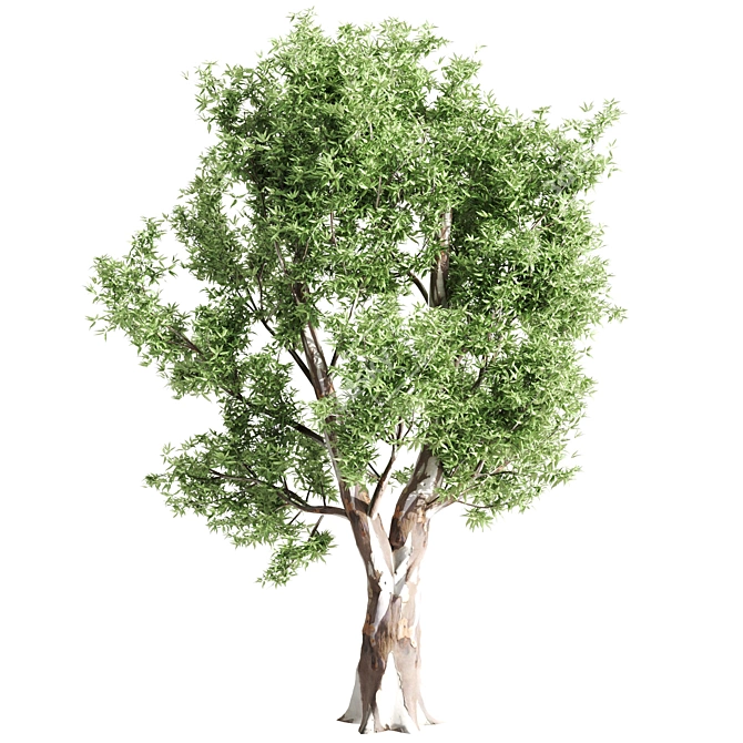 Diverse Set of Tall Trees 3D model image 2