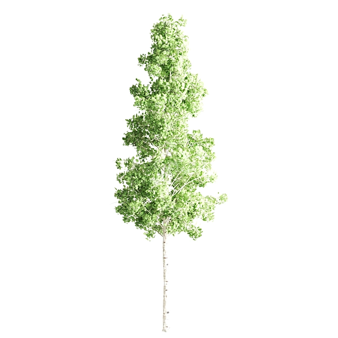 Diverse Set of Tall Trees 3D model image 3