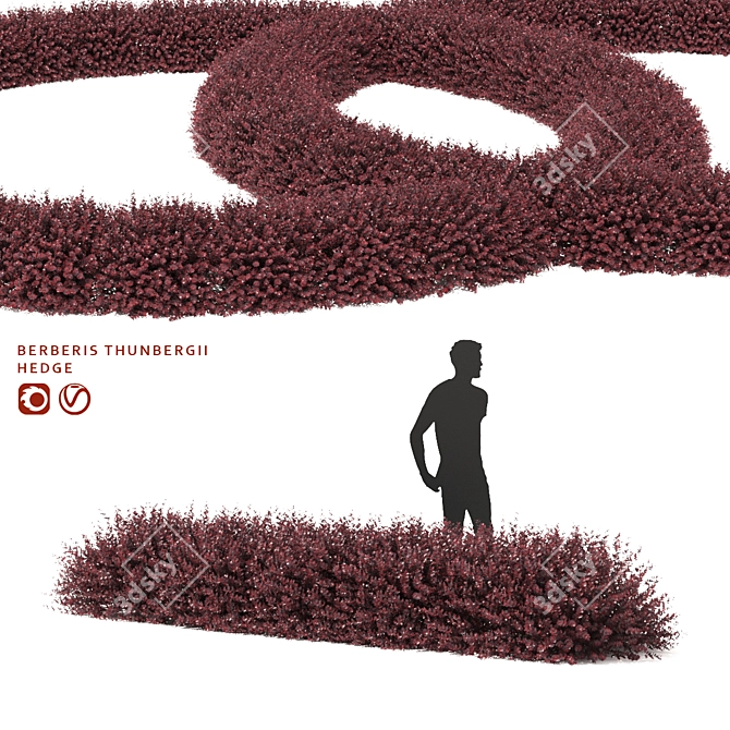Thunberg Barberry Hedge | Vibrant Berberis Hedge 3D model image 1