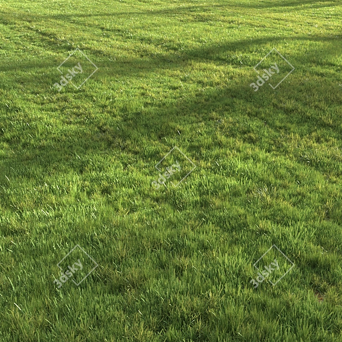 Lush Green Summer Grass 3D model image 5