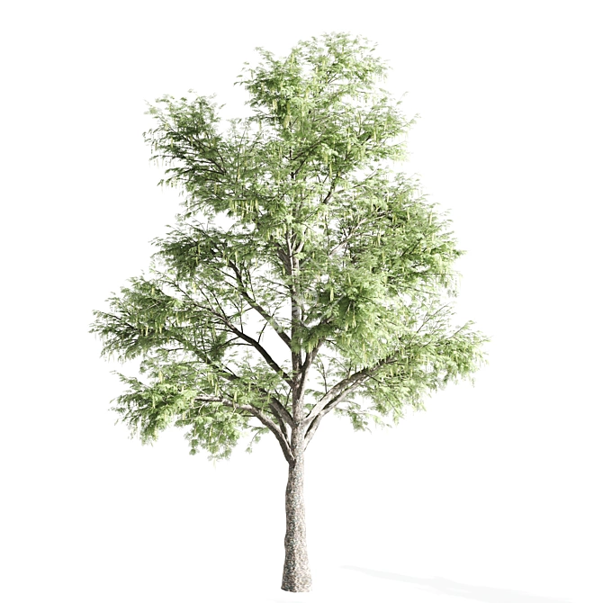 Tall Acacia Tree Set 3D model image 3