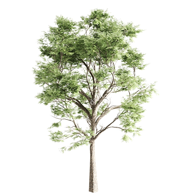 Tall Acacia Tree Set 3D model image 4