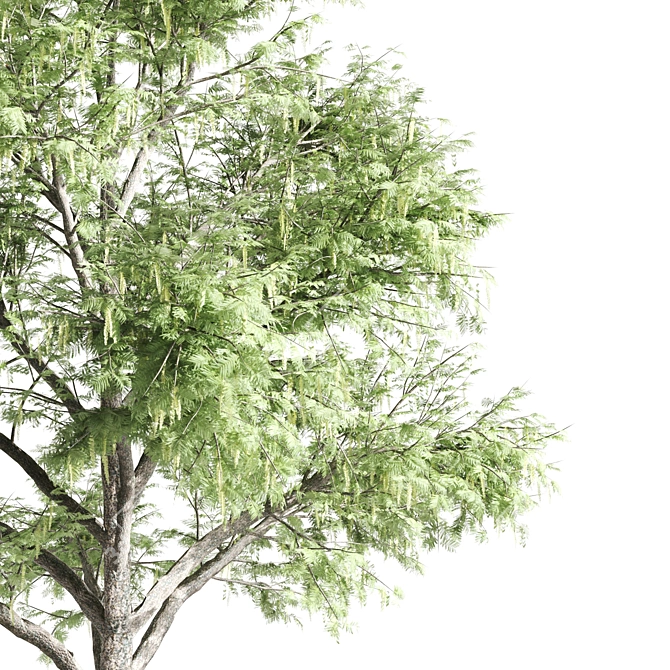 Tall Acacia Tree Set 3D model image 5