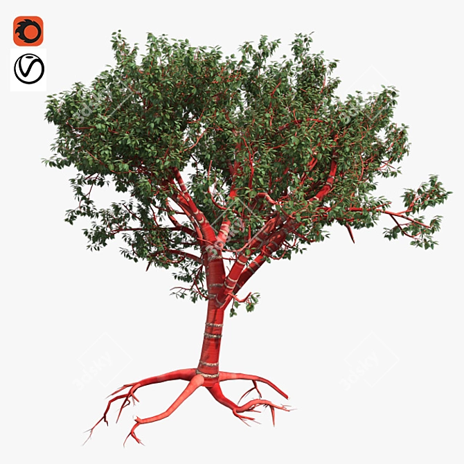 Tibetan Cherry Tree: Realistic Mode 3D model image 1