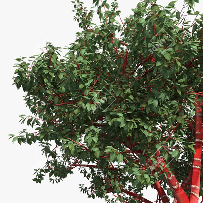 Tibetan Cherry Tree: Realistic Mode 3D model image 2