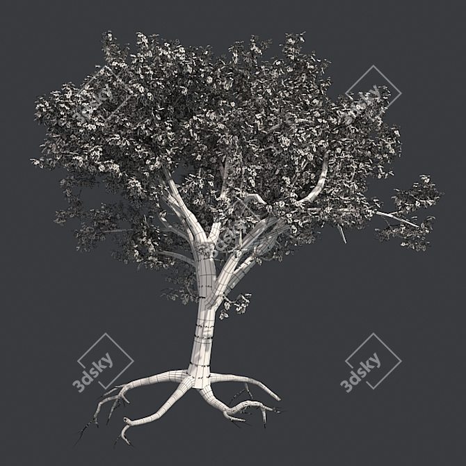 Tibetan Cherry Tree: Realistic Mode 3D model image 4