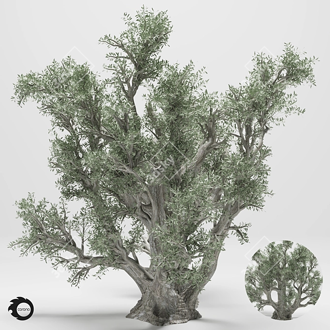 Tall 2014 Olive Tree 3D model image 1