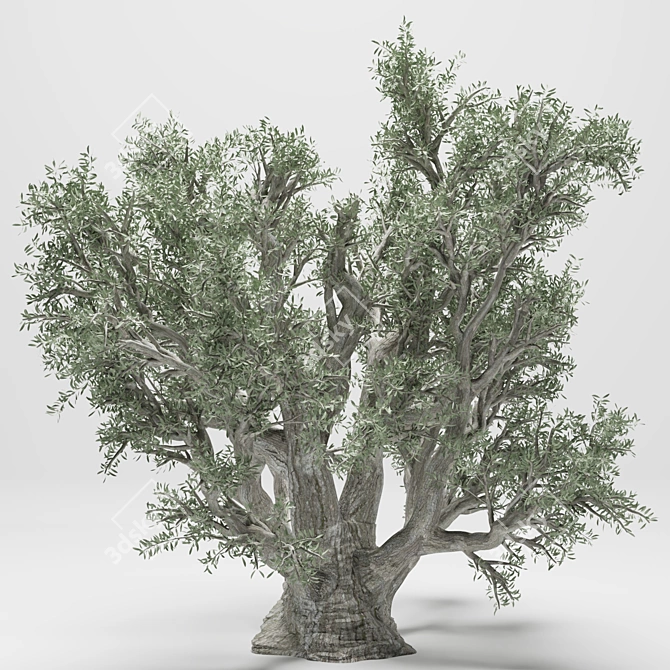 Tall 2014 Olive Tree 3D model image 2