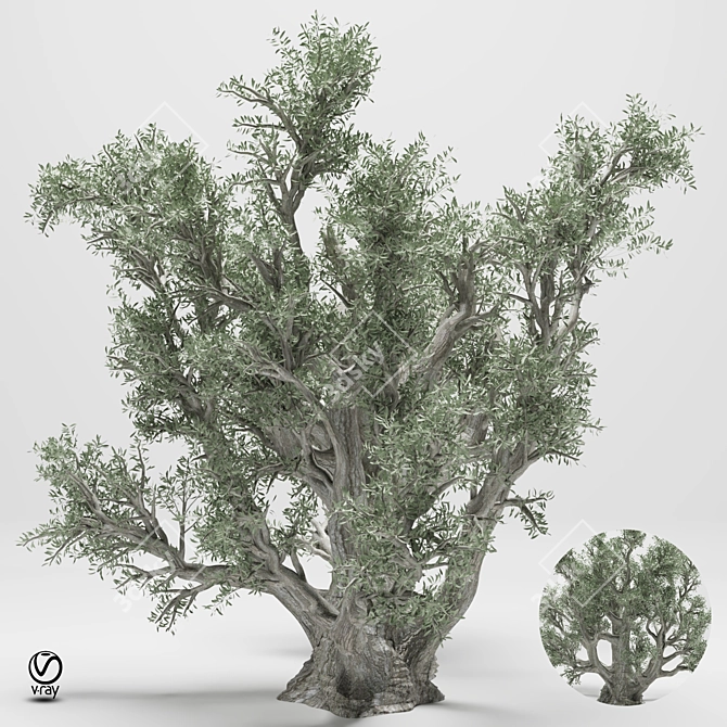 Elegant Olive Tree 110 3D model image 1