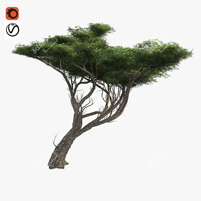 Elegant African Acacia Tree 3D model image 1