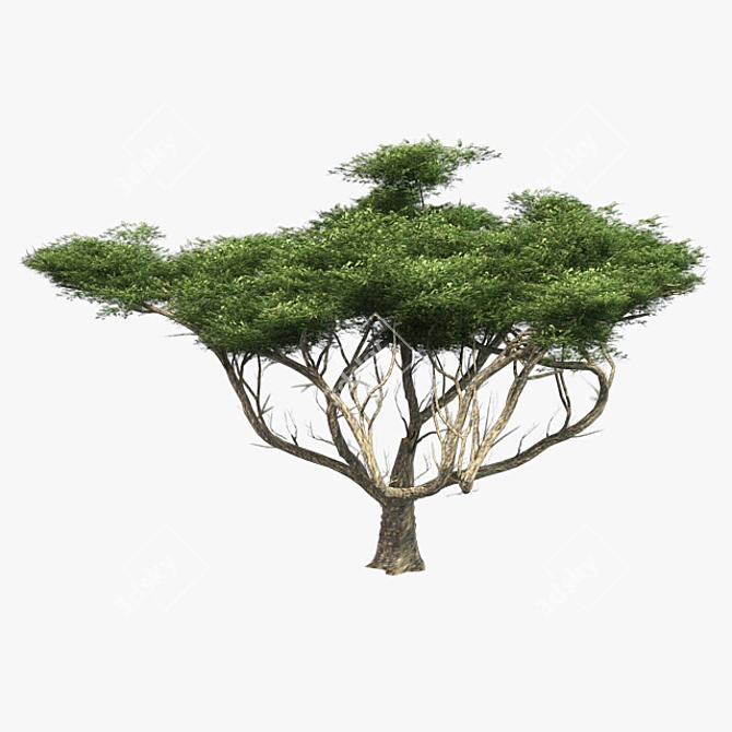 Elegant African Acacia Tree 3D model image 3