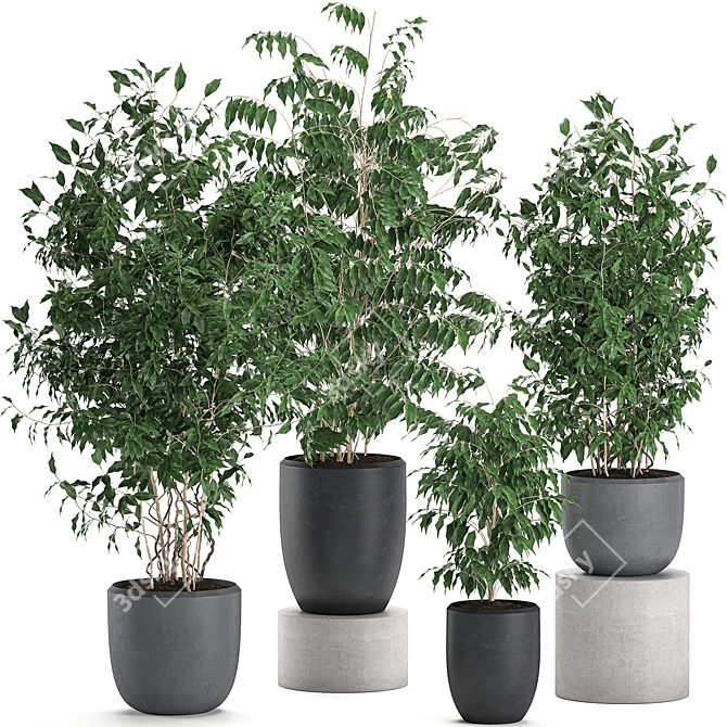 Tropical Ficus Collection | Decorative Indoor Trees 3D model image 1