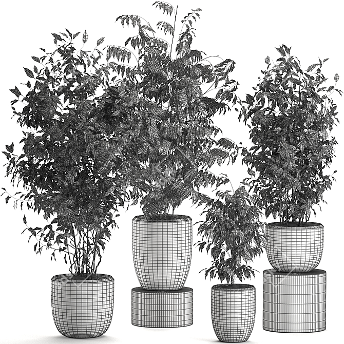 Tropical Ficus Collection | Decorative Indoor Trees 3D model image 4