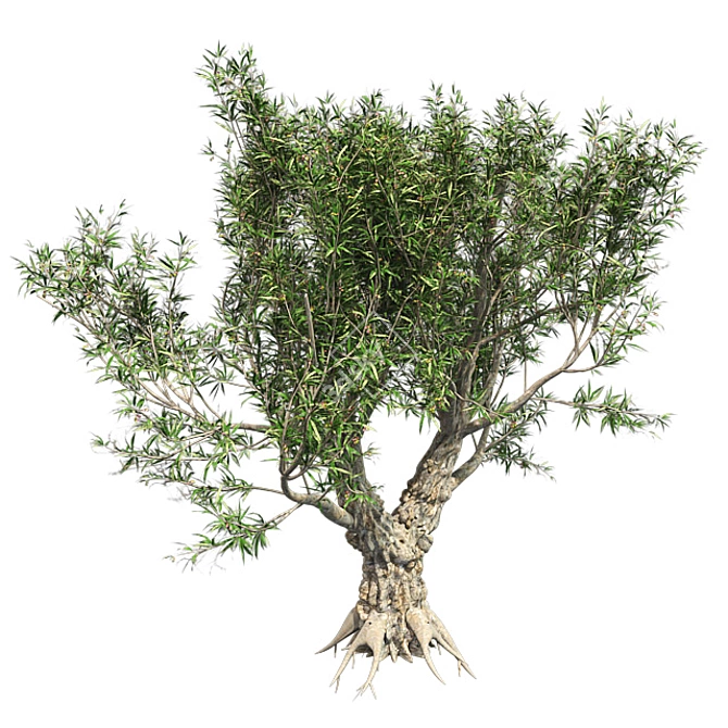 Exotic African Olive Tree 3D model image 2