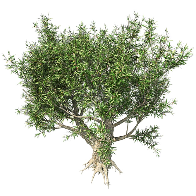 Exotic African Olive Tree 3D model image 3