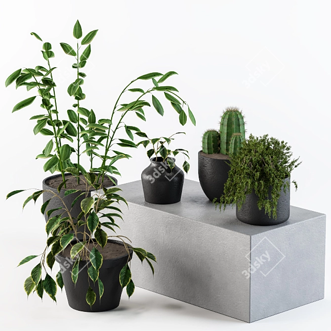 Desert Duo: 50 Cactus & Benjamin 3D model image 1
