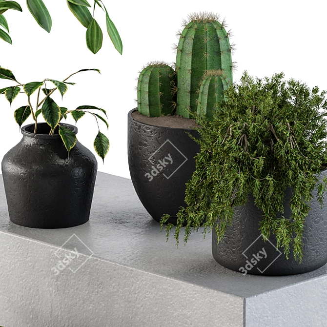 Desert Duo: 50 Cactus & Benjamin 3D model image 3