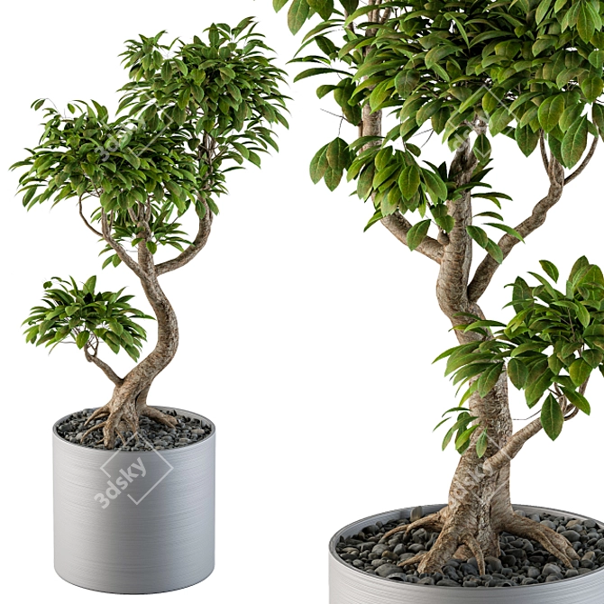 Indoor Bonsai Tree: Large and Lovely 3D model image 1