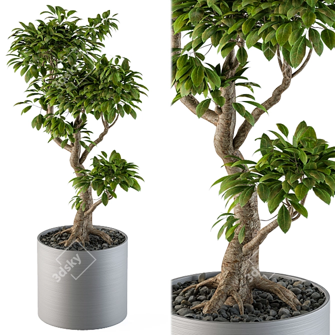Indoor Bonsai Tree: Large and Lovely 3D model image 2