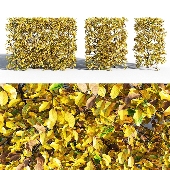 Autumn Hornbeam Hedge 3D model image 1