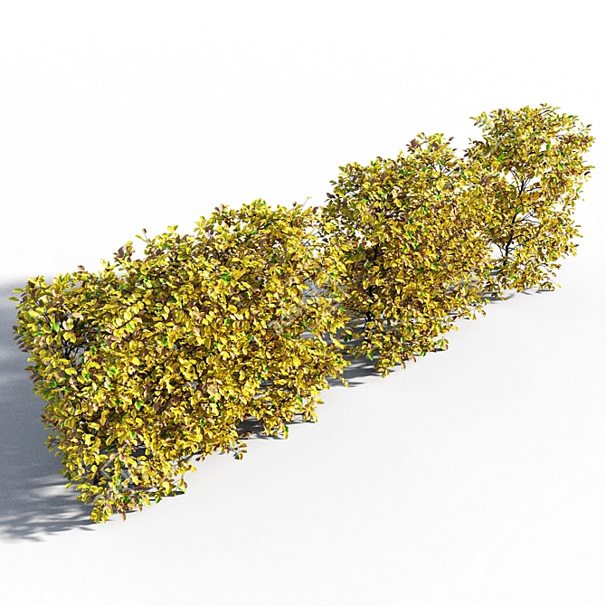 Autumn Hornbeam Hedge 3D model image 2