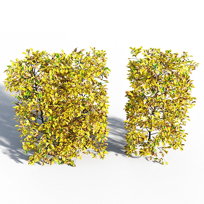 Autumn Hornbeam Hedge 3D model image 4