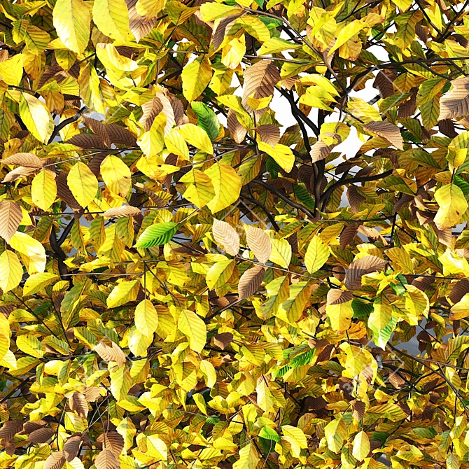 Autumn Hornbeam Hedge 3D model image 5
