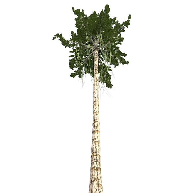 Exquisite Agar Wood Tree: Natural Beauty 3D model image 3