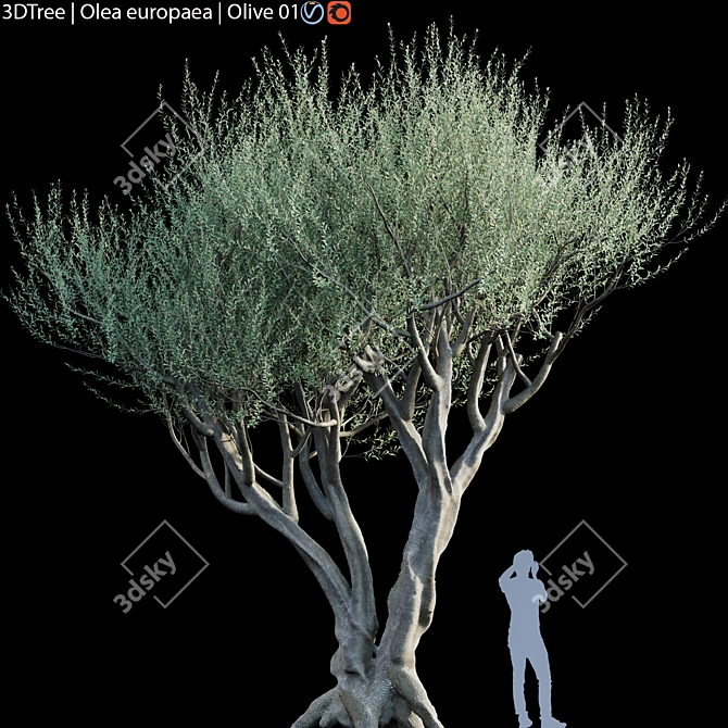 Europa Olea Olive Tree - High Detail 3D Model 3D model image 1